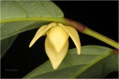 Friesodielsia sahyadrica